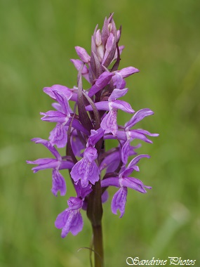 Orchis élevé, Dactylorhiza elata, wild orchids, Orchidées sauvages du Poitou-Charentes, Bois de Villeneuve, Saint-Secondin (37)