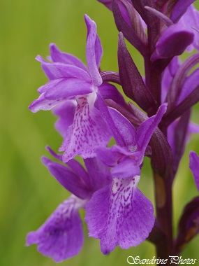 Orchis élevé, Dactylorhiza elata, wild orchids, Orchidées sauvages du Poitou-Charentes, Bois de Villeneuve, Saint-Secondin (40)