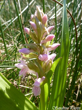 Orchis incarnat, Dactylorhiza incarnata, Orchidées sauvages du Poitou-Charentes, Pink wild orchids, Côteaux de Persac (38)