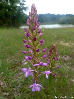 Orchis moucheron, Gymnadenia conopsea, Orchidées sauvages, Wild orchids, Bouresse, Poitou-Charentes, 11 juin 2013 (22)