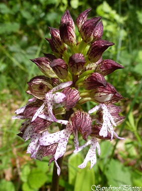 Orchis pourpre, Orchis purpurea, Orchidées sauvages, wild orchids, Forêt de Verrières, Poitou-Charentes, 3 mai 2014 (39)