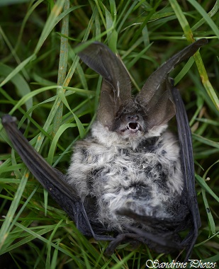 Oreillard gris, Plecotus austriacus, Chauve-souris à grandes oreilles, Bats with large ears , Bouresse, Poitou-Charentes (7)