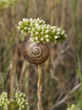 Orpin élevé avec escargot, Sedum sediforme,  Fleurs sauvages blanches, Réserve naturelle de Jujols, Pyrénées orientales