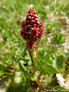 Oseille sauvage, Rumex acetosa, Fleurs sauvages rouges, Red wild flowers, Bouresse, Le Verger, Poitou-Charentes (1)