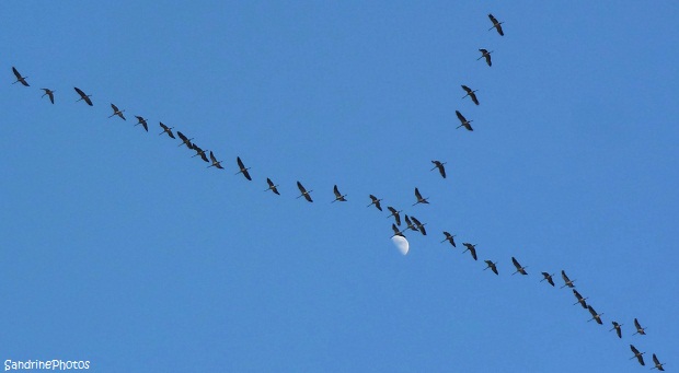 Passage des grues Bouresse, Poitou-Charentes, The cranes flying over Bouresse 18 février 2013, SandrinePhotos