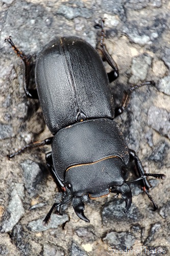 Petite Biche, Dorcus parallelipipedus, Scarabées, Lucanidae, Insectes, La Planchette, Queaux 86 (8)