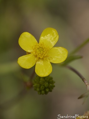 Petite douve, Renoncule flammette, Ranunculus flammula, Fleur jaune aquatique, Poitou-Charentes, (1)