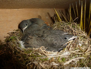 Petits rouge-queues dans leur nid Juin 2012 Oiseaux de nos jardins Bouresse Poitou-Charentes