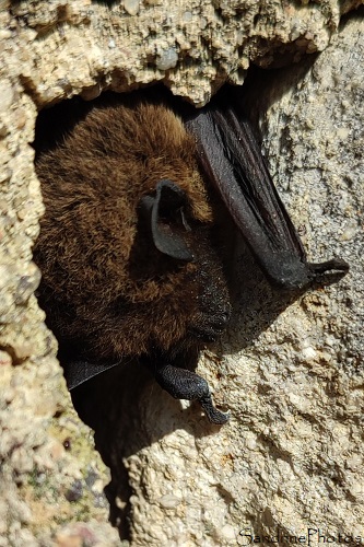 Pipistrelle commune, Chauve-souris, Ecole de Verrières 86 (28)