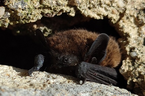 Pipistrelle commune, Chauve-souris, Ecole de Verrières 86 (30)