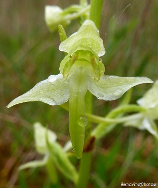 Platanthera chlorantha, Orchis verdâtre, Orchidées sauvages, Wild orchids, Bouresse, Poitou-Charentes, France, 09 mai 2013 (32)