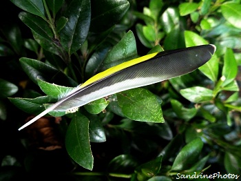 plume de chardonneret, Goldfinch feather, plumes d`oiseaux-Bouresse, Poitou-Charentes Sandrinephotos (2)