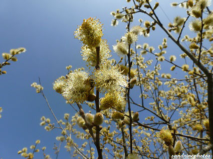 Saule Marsault Salix Caprea Arbres et arbustes