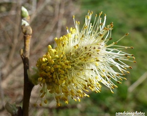 saule marsault Salix caprea bourgeon 