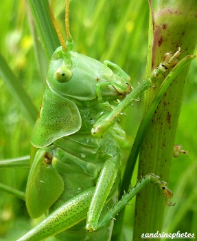 sauterelle verte orthoptères insectes du Poitou-Charentes Bouresse