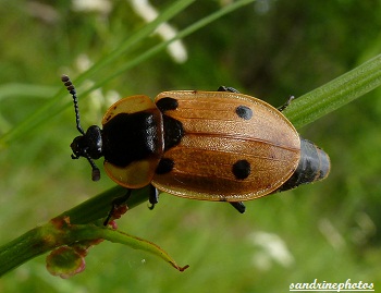 Silphe à quatre points-Dendroxena quadrimaculata Insectes du Poitou-Charentes bouresse (1) (3)