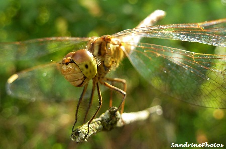 Sourire d`une libellule, libellulidae, Insectes, The smile of a Dragonfly, Insects, Bouresse, Poitou-Charentes 2012