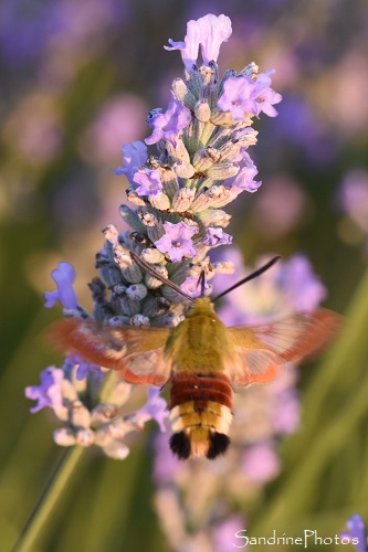 Sphinx gazé, Hemaris fuciformis, Papillons de nuit, le Verger, Bouresse, Biodiversité du sud de la Vienne 86 (15)