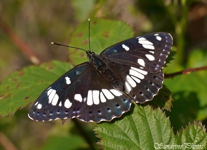Sylvain azuré, Limenitis reducta, Papillon de jour, Moths and butterflies of Poitou-Charentes, Lépidoptères, SandrinePhotos (6)