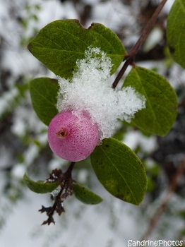 Symphorine à fruits roses sous la neige, Symphoricarpos under the snow, Snowberries, Arbuste des jardins, Bouresse, Poitou-Charentes