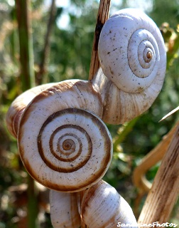 Theba pisana, petit escargot blanc de l`été, The white garden snail seen in Summer, Mollusque, gastropode, Bouresse, Poitou-Charentes (1)