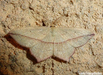 Timandra Comae, Timandre aimée Geometridae, Papillon de nuit, Moth, Bouresse, poitou-Charentes, France