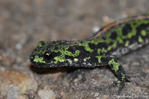 Triton marbré, Triturus marmoratus, batraciens, Le Verger, Bouresse (14)