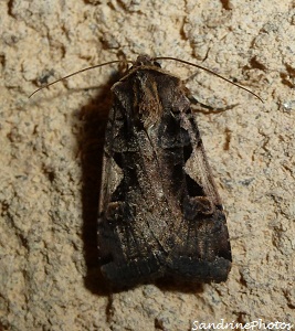 Xestia c-nigrum, le C noir, setaceous hebrew character moth, moths and butterflies, 24 aot 2012, Bouresse Poitou-Charentes