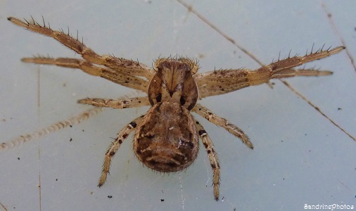 Xysticus sp, Xysticus cristatus, Thomisidae, mâle, Araignée, Crab Spiders, Bouresse, Biodiversité, Poitou-Charentes, Nature en France