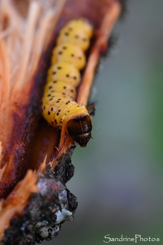 Zeuzère du marronnier , Zeuzère du poirier, Zeuzera pyrina, chenille jaune à points noirs dans une branche de pommier, le Verger, Bouresse (14)