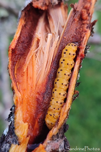 Zeuzère du marronnier , Zeuzère du poirier, Zeuzera pyrina, chenille jaune à points noirs dans une branche de pommier, le Verger, Bouresse (16)