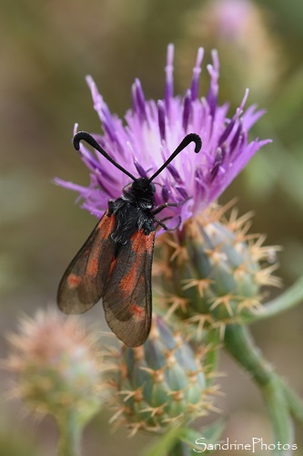 Zygène du Panicaut, Zygaena sarpedon, Papillons de nuit, Le Pey de la Blet, Vendée 85 (01)